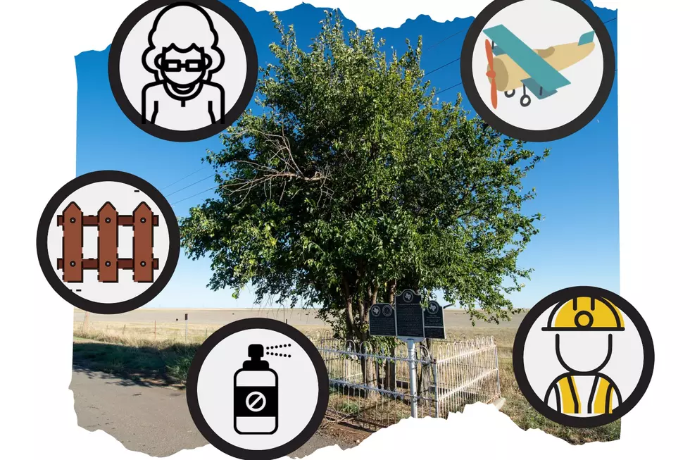What Really Killed The Beloved First Tree In The Texas Panhandle?