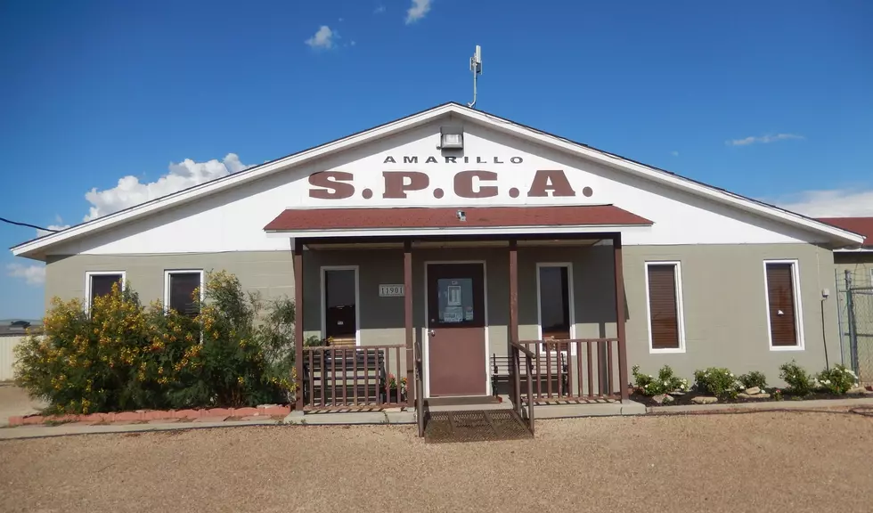 Amarillo SPCA Having Garage Sale and Adoption Event This Weekend