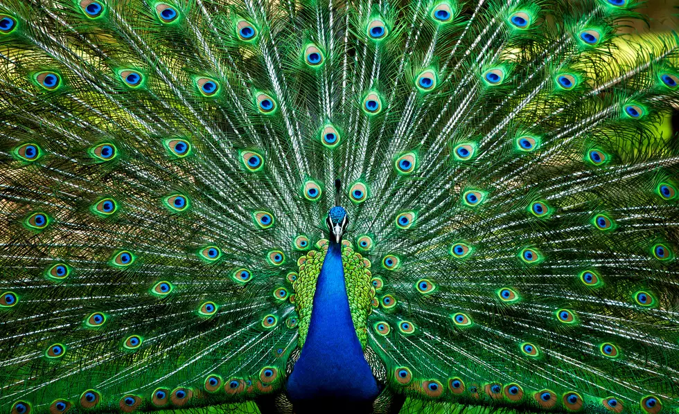 Have You Seen the Mysterious Peacock on the Loose in Canyon?