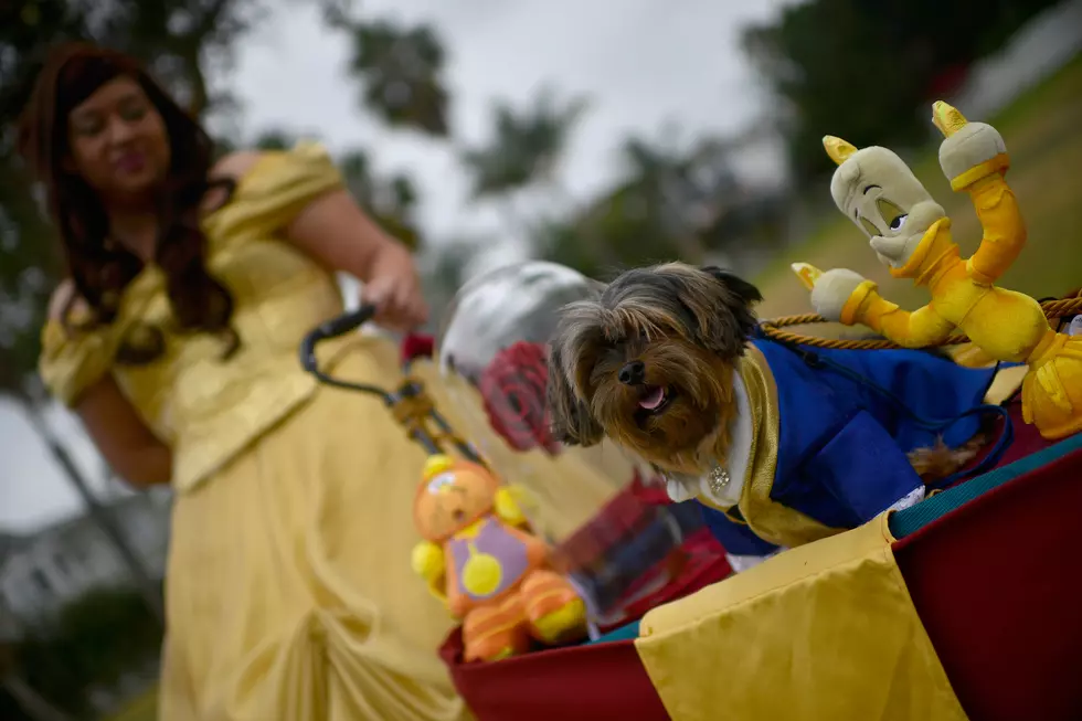 Bring Your Dogs Out For Barks and Boos