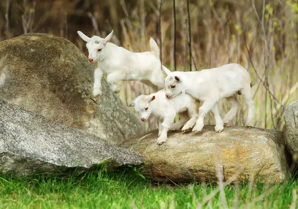 Lambs are playing at the farm
