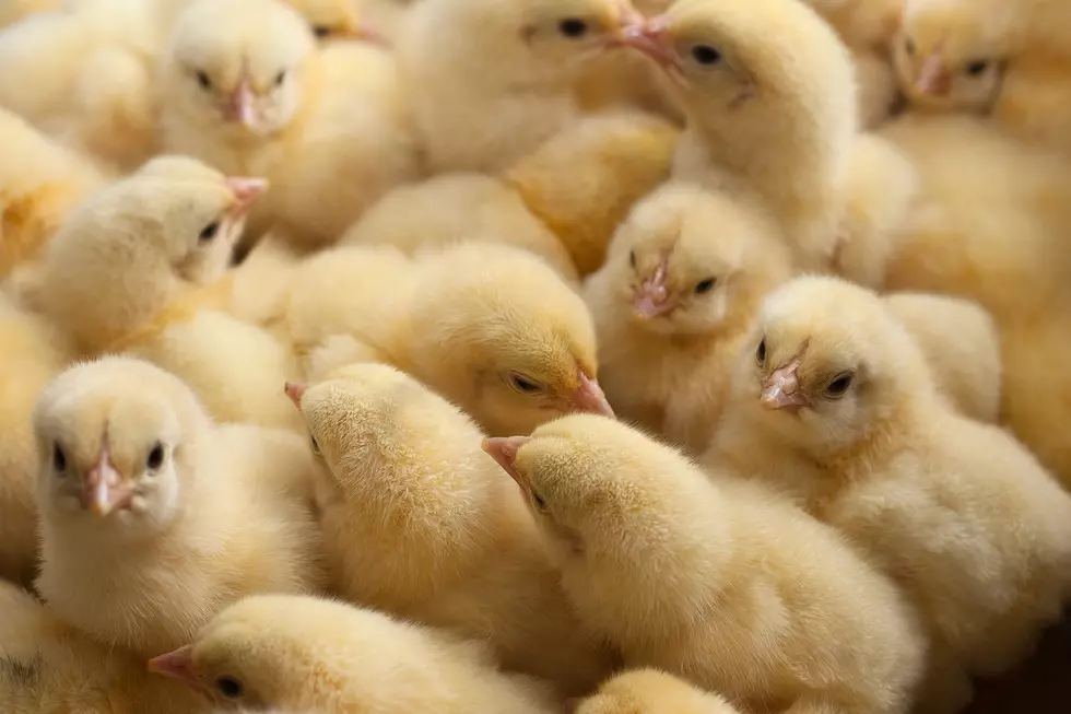 Do You Love Chicks? Baby Chicks Taking Over Amarillo Feed Stores