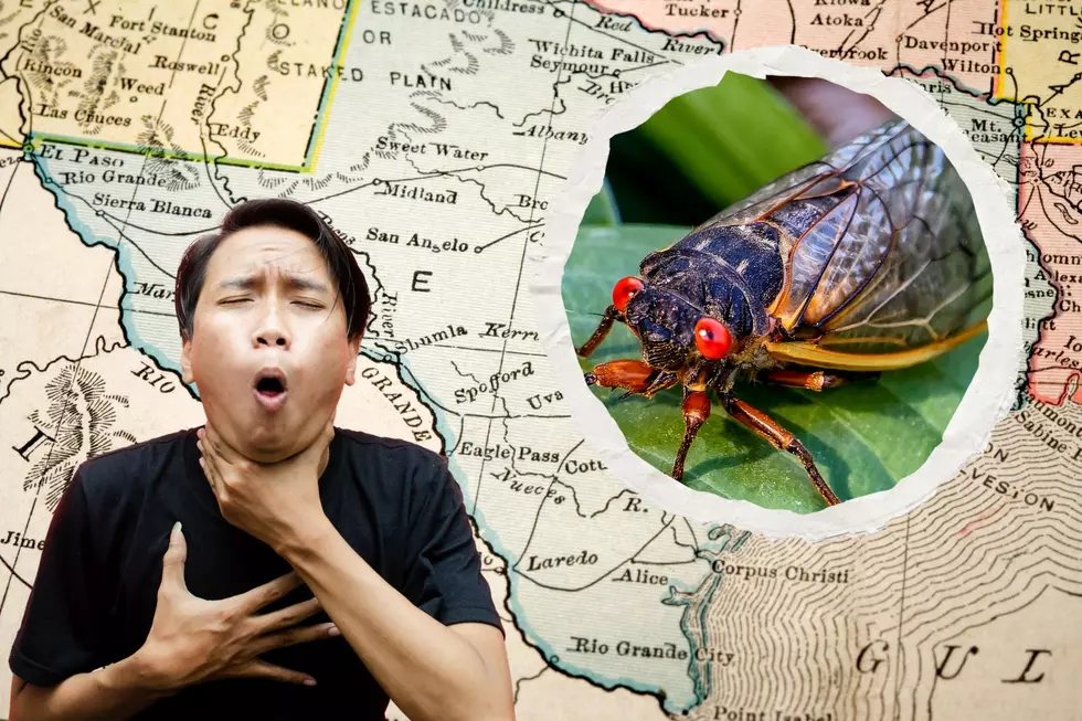 Most of the US is About to Be Inundated with Cicadas – Does Texas Have to Worry?