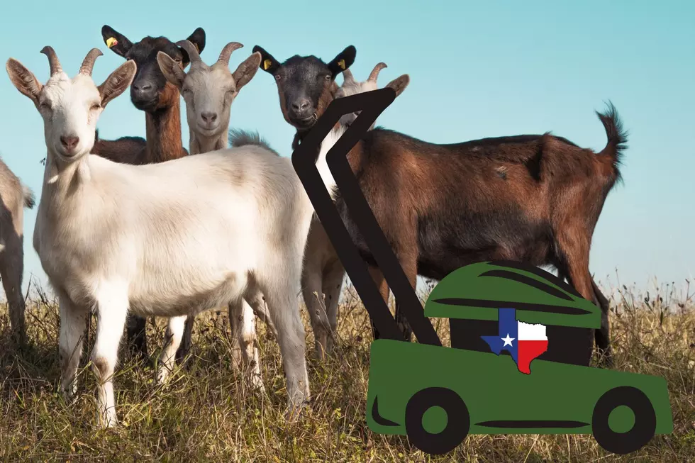 Needing Your Lawn Mowed in Texas? Here’s a Bigger, Better, and Interesting Alternative
