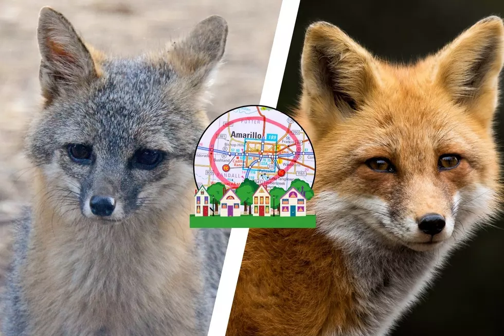 The Fascinating Wildlife Of Amarillo: A Closer Look At Urban Foxes