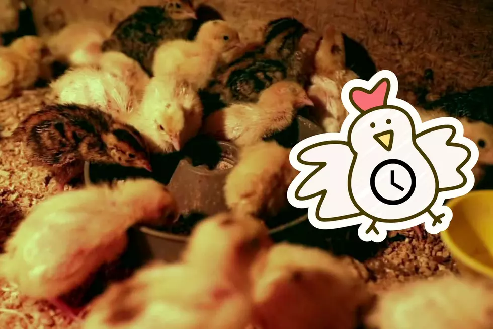 The Chicks Are Back: Where to Buy Baby Chickens in Amarillo