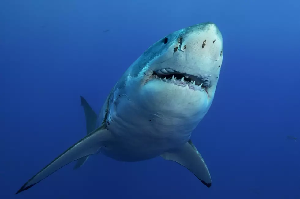Just When You Thought It was Safe – Texas Lottery Unleashes “Jaws” 50th Anniversary Scratch-Off