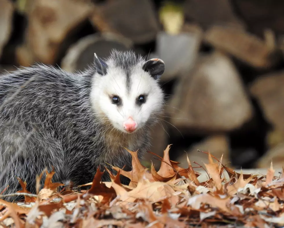 Amarillo’s Creepy Visitor Is Actually a Backyard Hero