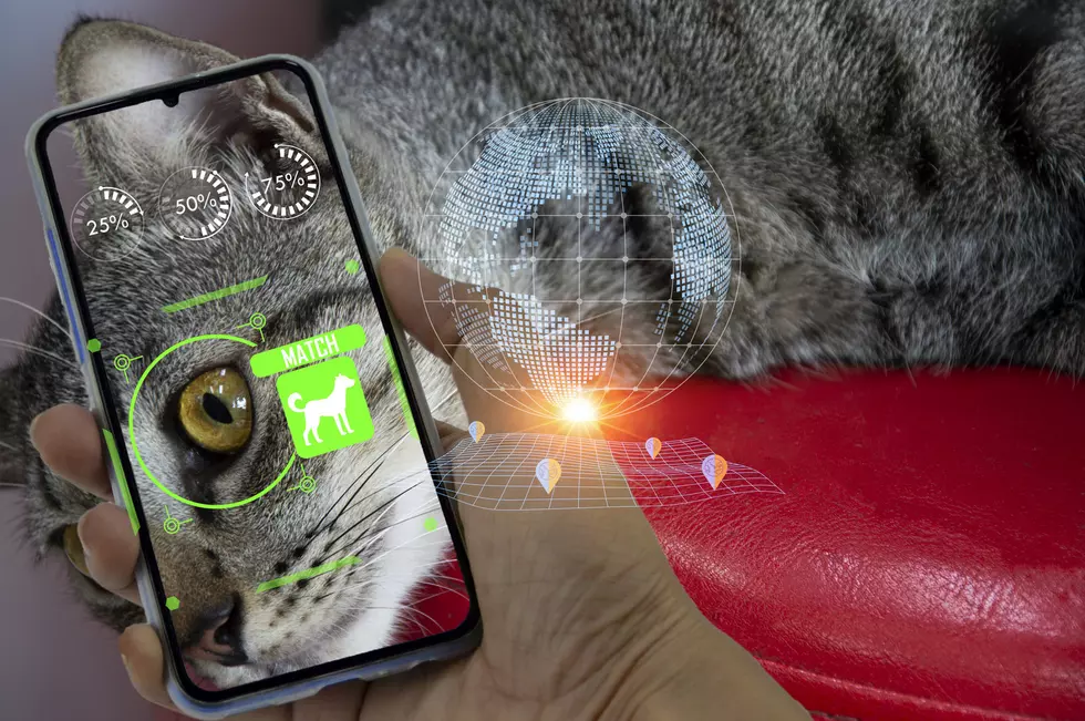 Amarillo Rolls Out AI Technology to Help Reunite Lost Pets with Their Families