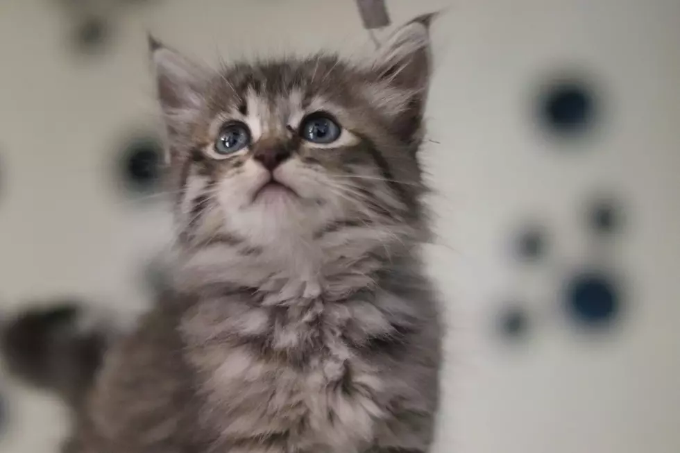 Amarillo Shelter Launches Free Cat Adoption Event for the Holidays