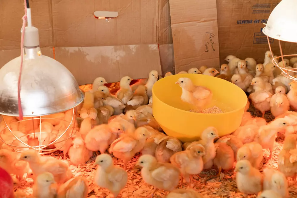 Where to Buy Baby Chicks in Amarillo This Spring