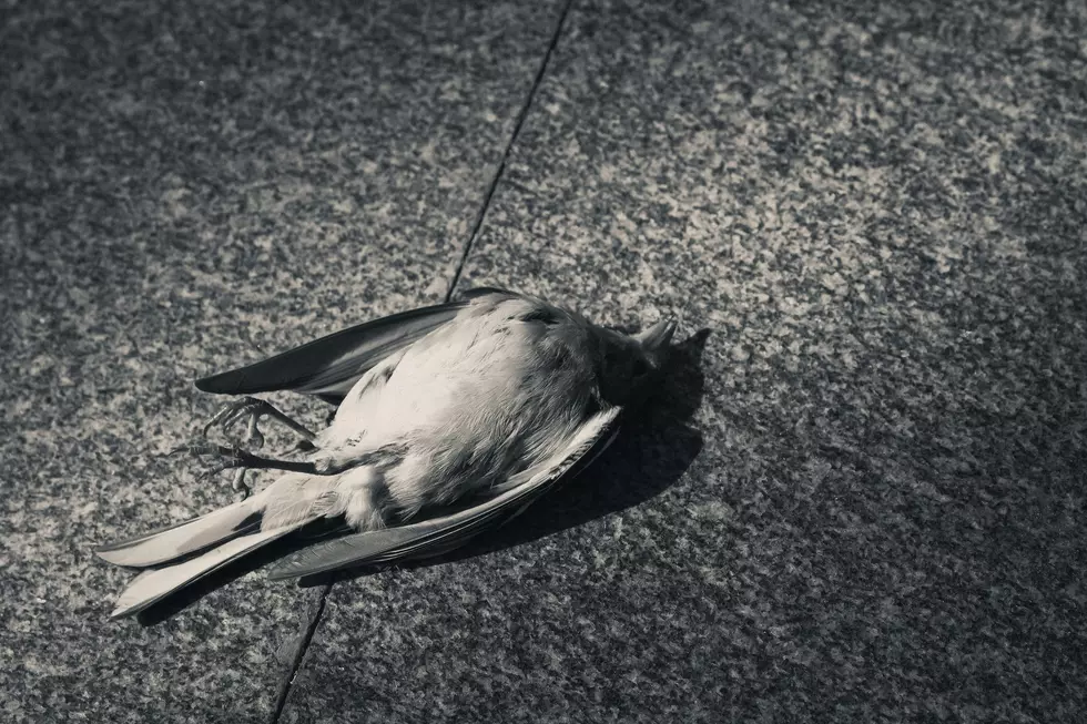 Headless Birds Keep Turning Up in One Amarillo Neighborhood