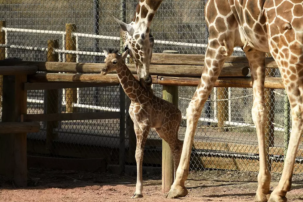 Zoo Giraffes